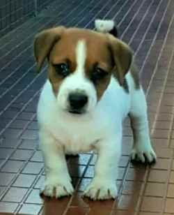 DogsIndia.com - Jack Russell Terrier - Crossfield - Easwaramoothy