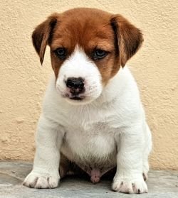 DogsIndia.com - Jack Russell Terrier - Crossfield - Easwaramoothy