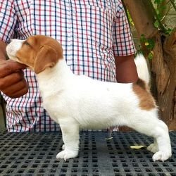 DogsIndia.com - Jack Russell Terrier - Crossfield - Easwaramoothy