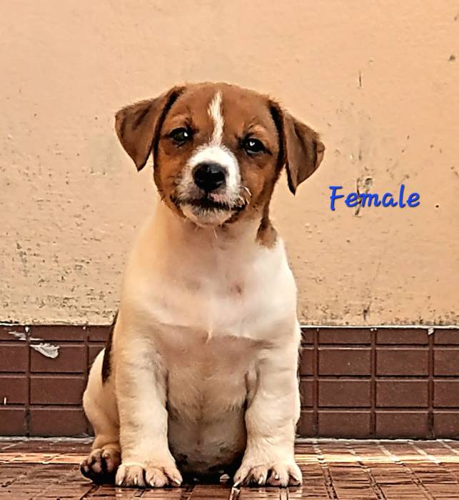DogsIndia.com - Jack Russell Terrier - Crossfield's