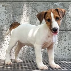 DogsIndia.com  Jack Russell Terrier  Crossfields