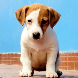 DogsIndia.com  Jack Russell Terrier  Crossfield's