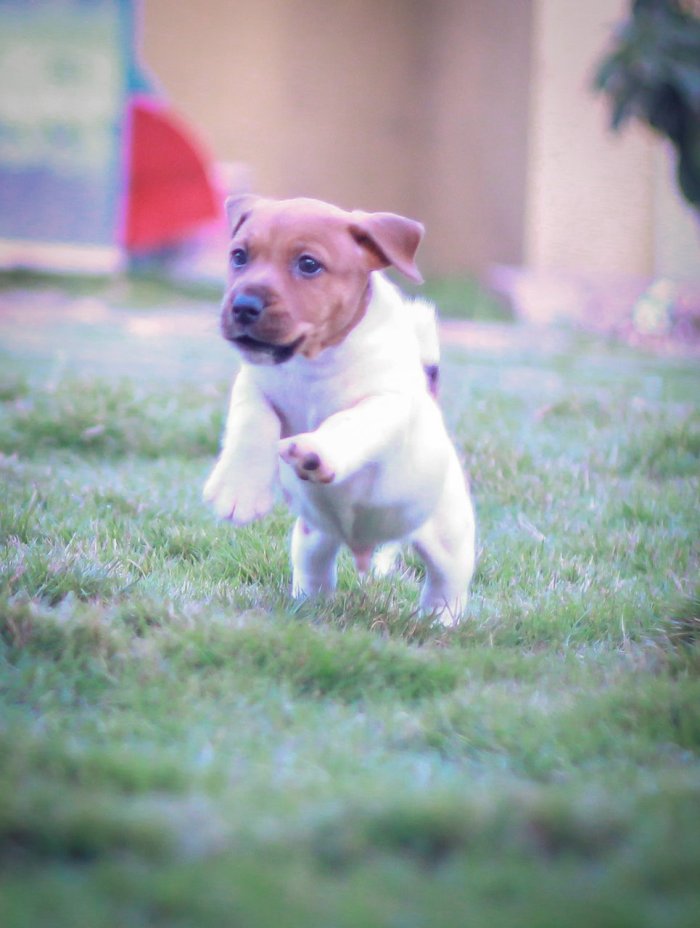 DogsIndia.com - Jack Russell Terrier - Dr. Narendra