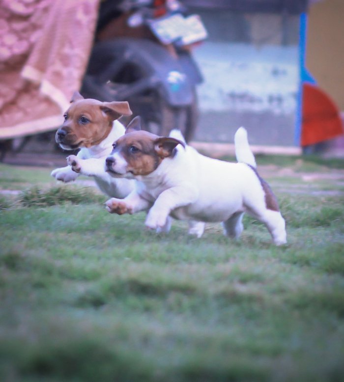 DogsIndia.com - Jack Russell Terrier - Dr. Narendra