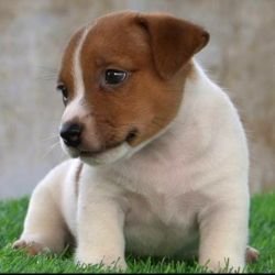 DogsIndia.com - Jack Russell Terrier - Drippins - Girish
