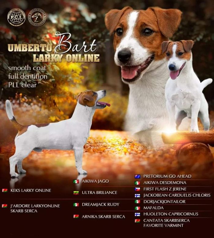 DogsIndia.com - Jack Russell Terrier - Gopikannan