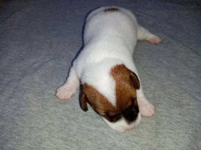 DogsIndia.com - Jack Russell Terrier - Pranav Kennels - Jaya Prakash