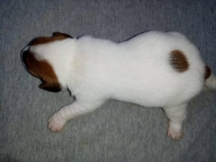 DogsIndia.com - Jack Russell Terrier - Pranav Kennels - Jaya Prakash