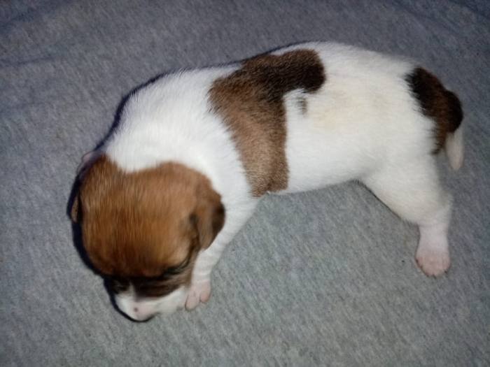 DogsIndia.com - Jack Russell Terrier - Pranav Kennels - Jaya Prakash