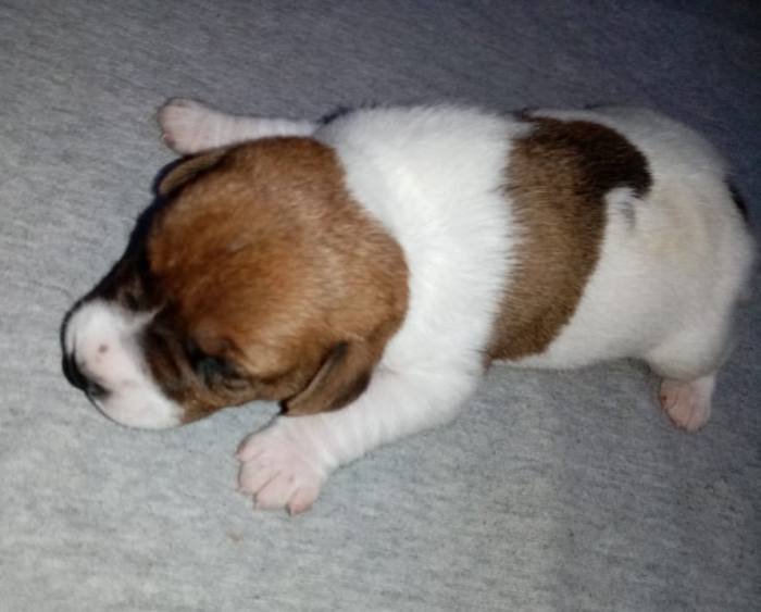 DogsIndia.com - Jack Russell Terrier - Pranav Kennels - Jaya Prakash