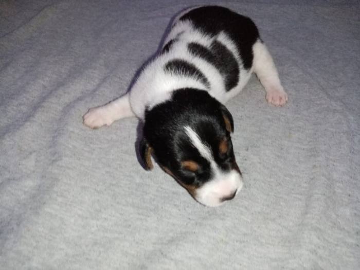 DogsIndia.com - Jack Russell Terrier - Pranav Kennels - Jaya Prakash
