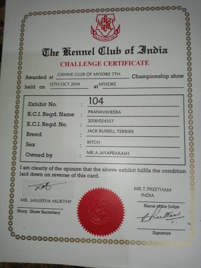 DogsIndia.com - Jack Russell Terrier - Pranav Kennels - Jaya PrakashDogsIndia.com - Jack Russell Terrier - Pranav Kennels - Jaya Prakash