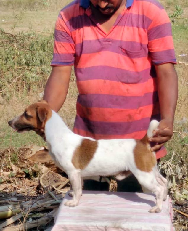 DogsIndia.com - Jack Russell Terrier - Pranav Kennels - Jaya Prakash
