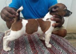 DogsIndia.com - Jack Russell Terrier - Pranav Kennels - Jaya Prakash