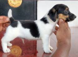 DogsIndia.com - Jack Russell Terrier - Pranav Kennels - Jaya Prakash