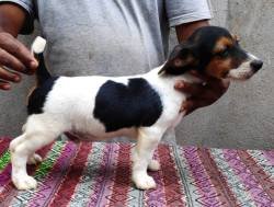 DogsIndia.com - Jack Russell Terrier - Pranav Kennels - Jaya Prakash