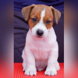 DogsIndia.com - Jack Russell Terrier - Nishmaar's Kennel