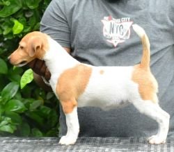 Jack Russel Terrier (JRT) - Raghlin's JRTs - R.Vijayaraghavan