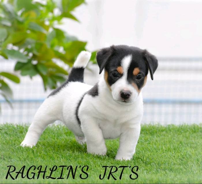 Jack Russel Terrier (JRT) - Raghlin's JRTs - R.Vijayaraghavan