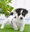 Jack Russel Terrier (JRT) - Raghlin's JRTs - R.Vijayaraghavan