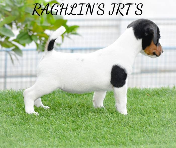 Jack Russel Terrier (JRT) - Raghlin's JRTs - R.Vijayaraghavan