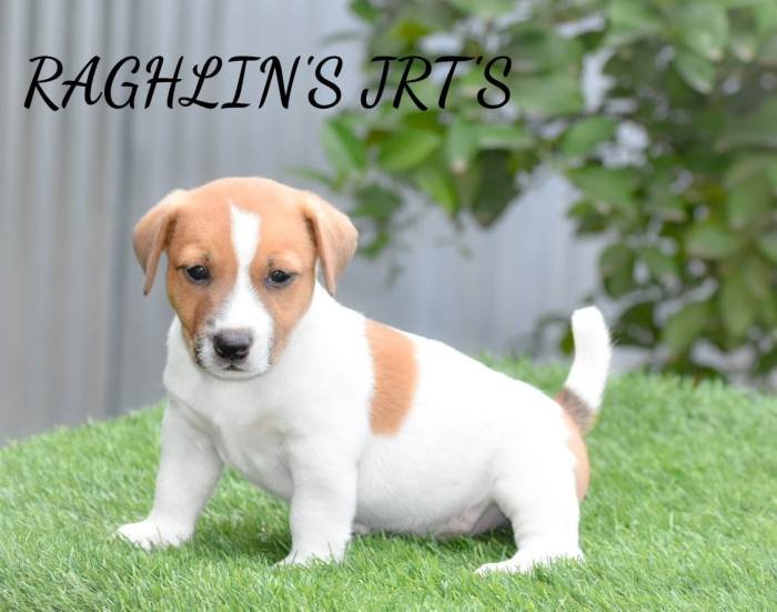 Jack Russel Terrier (JRT) - Raghlin's JRTs - R.Vijayaraghavan