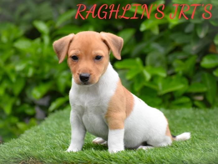 Jack Russel Terrier (JRT) - Raghlin's JRTs - R.Vijayaraghavan