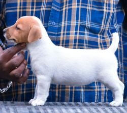 Jack Russel Terrier (JRT) - Raghlin's JRTs - R.Vijayaraghavan