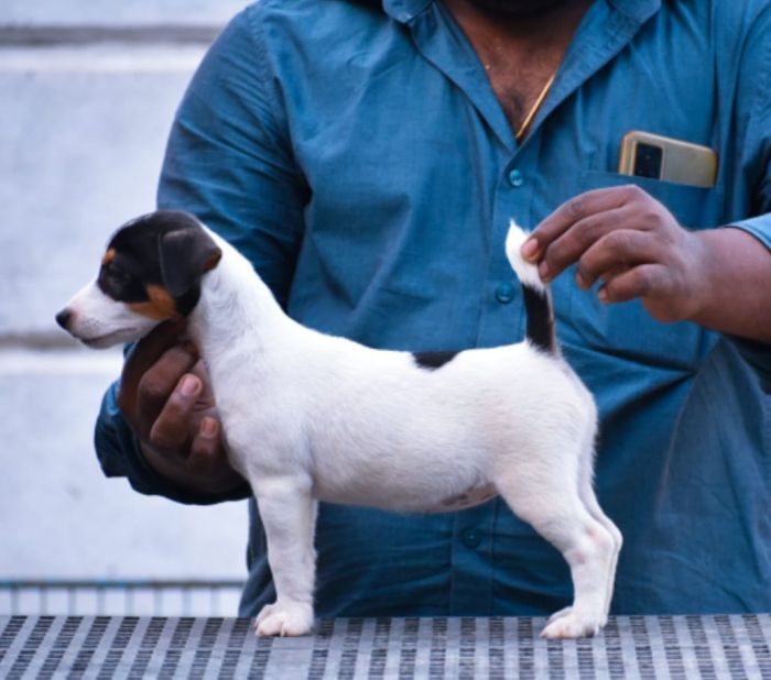 Jack Russel Terrier (JRT) - Raghlin's JRTs - R.Vijayaraghavan