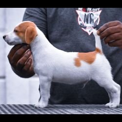 Jack Russel Terrier (JRT) - Raghlin's JRTs - R.Vijayaraghavan