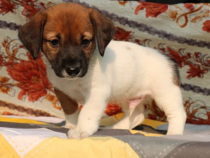 DogsIndia.com - Jack Russell Terrier - RedWolf