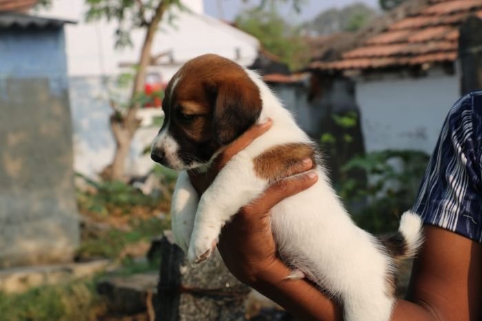 DogsIndia.com - Jack Russell Terrier - RedWolf