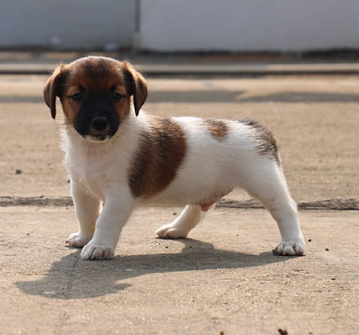DogsIndia.com - Jack Russell Terrier - RedWolf