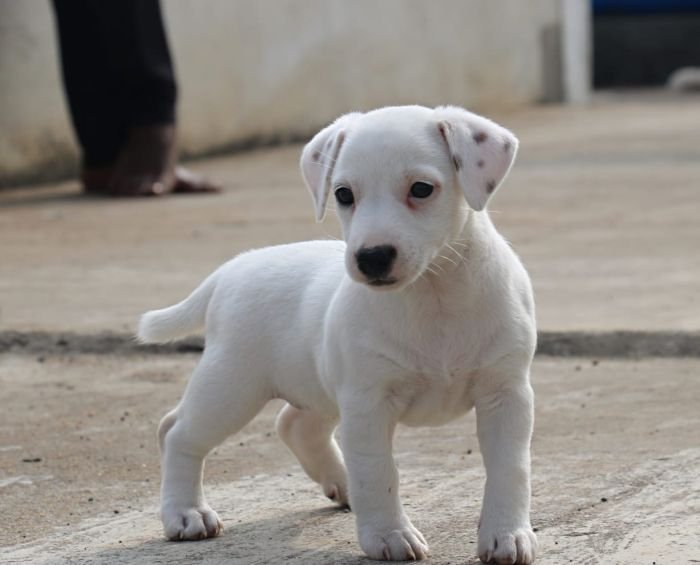 DogsIndia.com - Jack Russell Terrier - RedWolf