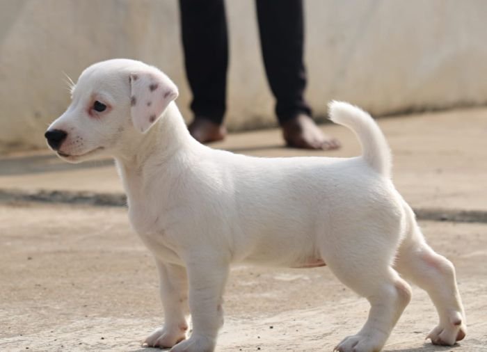 DogsIndia.com - Jack Russell Terrier - RedWolf