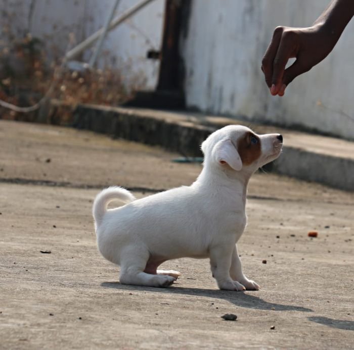 DogsIndia.com - Jack Russell Terrier - RedWolf