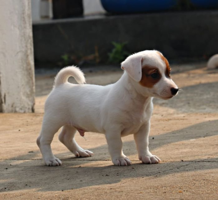 DogsIndia.com - Jack Russell Terrier - RedWolf