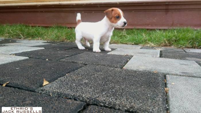 DogsIndia.com - Jack Russell Terrier - Ethrio's JRTs - Renu Rajan