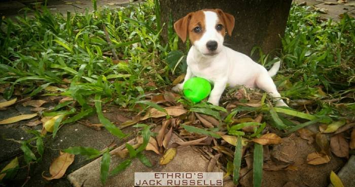 DogsIndia.com - Jack Russell Terrier - Ethrio's JRTs - Renu Rajan