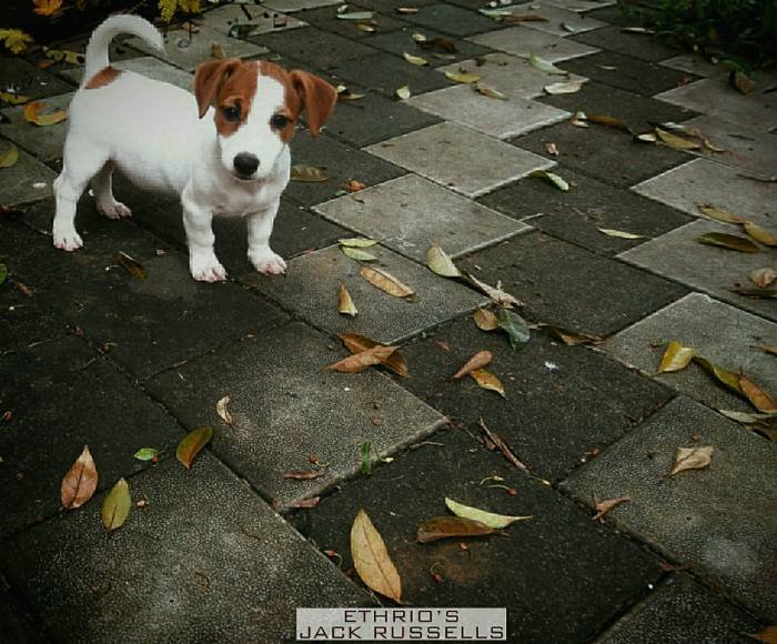 DogsIndia.com - Jack Russell Terrier - Ethrio's JRTs - Renu Rajan