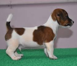 DogsIndia.com - Jack Russell Terrier - Ragos Kennel