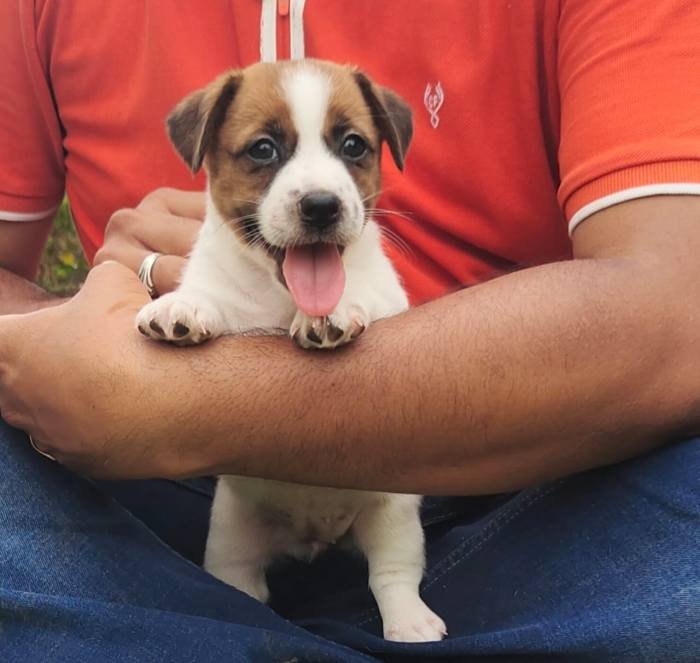 DogsIndia.com - Jack Russell Terrier - Ragos Kennel