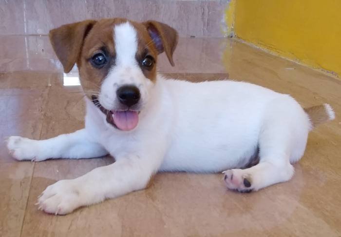 DogsIndia.com - Jack Russell Terrier - Ragos Kennel