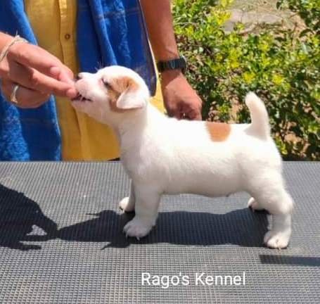 DogsIndia.com - Jack Russell Terrier - Ragos Kennel
