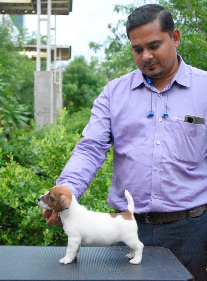 DogsIndia.com - Jack Russell Terrier - Ragos Kennel