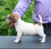 DogsIndia.com - Jack Russell Terrier - Ragos Kennel