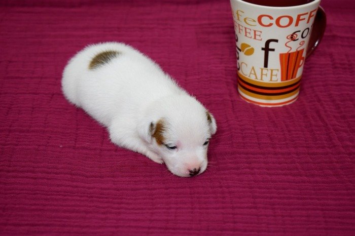 DogsIndia.com - Jack Russell Terrier - Ragos Kennel