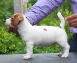DogsIndia.com - Jack Russell Terrier - Ragos Kennel