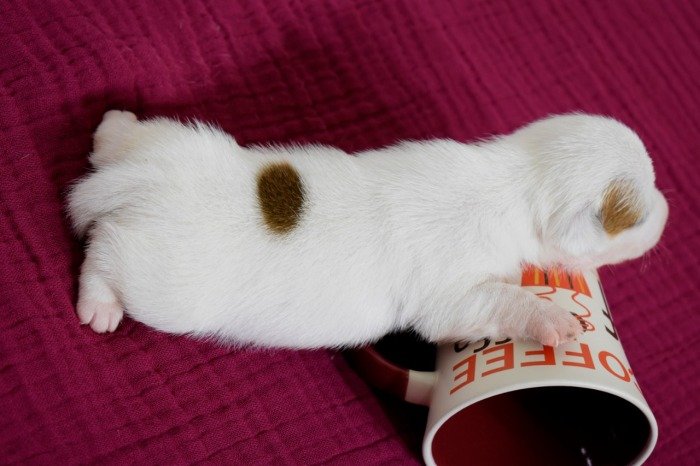 DogsIndia.com - Jack Russell Terrier - Ragos Kennel