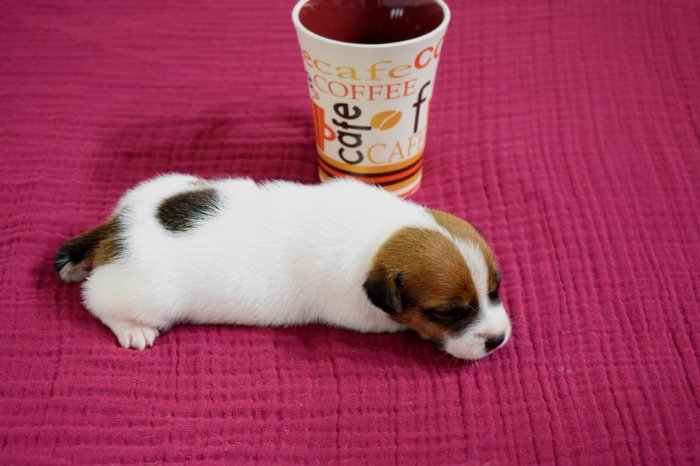 DogsIndia.com - Jack Russell Terrier - Ragos Kennel